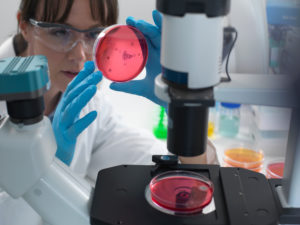 Female scientist examining cultures growing in petri dishes using inverted microscope in laboratory Female scientist examining cultures growing in petri dishes using inverted microscope in laboratory